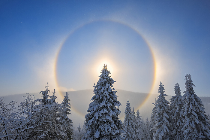 Halo and Snow Covered Trees, Fichtelberg, Ore Mountains, Saxony, Germany, by Martin Ruegner / Design Pics