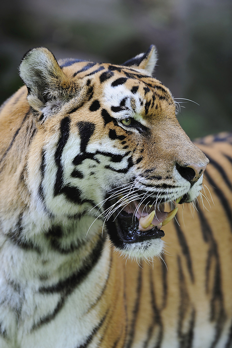Portrait of Siberian Tiger (Panthera tigris altaica) in Zoo, Nuremberg, Bavaria, Germany, by Martin Ruegner / Design Pics