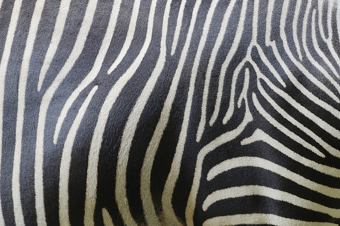 Close-up of Grevy's Zebra (Equus grevyi) Stripes in Zoo, Nuremberg, Bavaria, Germany, by Martin Ruegner / Design Pics
