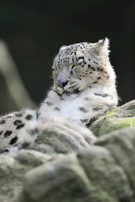 Portrait of Snow Leopard (Panthera unica) in Zoo, Nuremberg, Bavaria, Germany, by Martin Ruegner / Design Pics