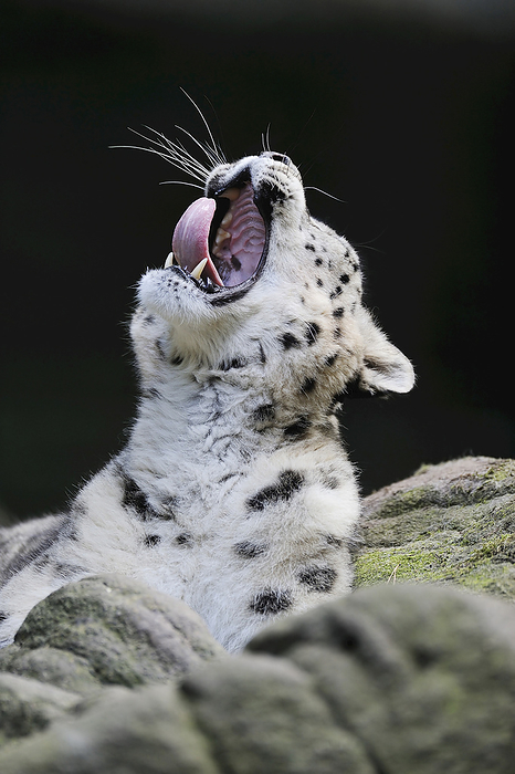 Portrait of Snow Leopard (Panthera unica) Yawning in Zoo, Nuremberg, Bavaria, Germany, by Martin Ruegner / Design Pics