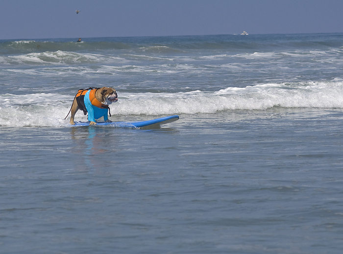 Dog Surfing at Surf Dog Surf-A-Thon, Del Mar, California, USA, by Mark Downey / Design Pics