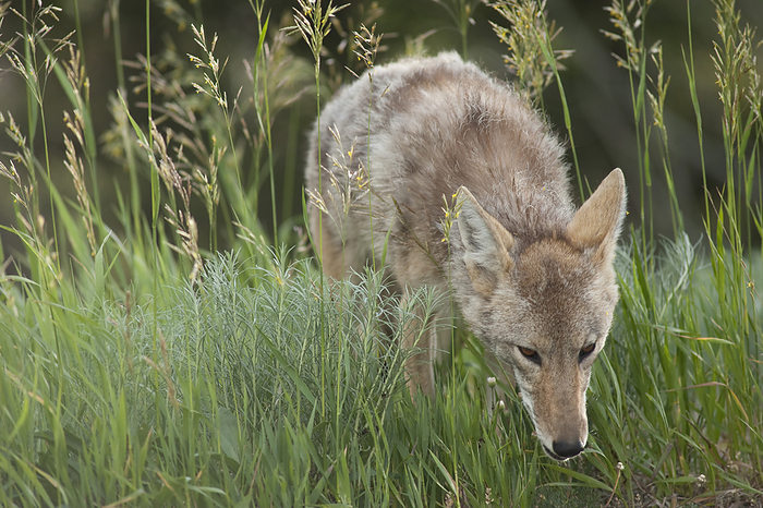 Portrait of Coyote, Yellowstone National Park, Wyoming, USA, by Mark Downey / Design Pics