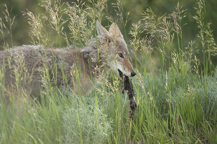 Coyote with Prey, Yellowstone National Park, Wyoming, USA, by Mark Downey / Design Pics