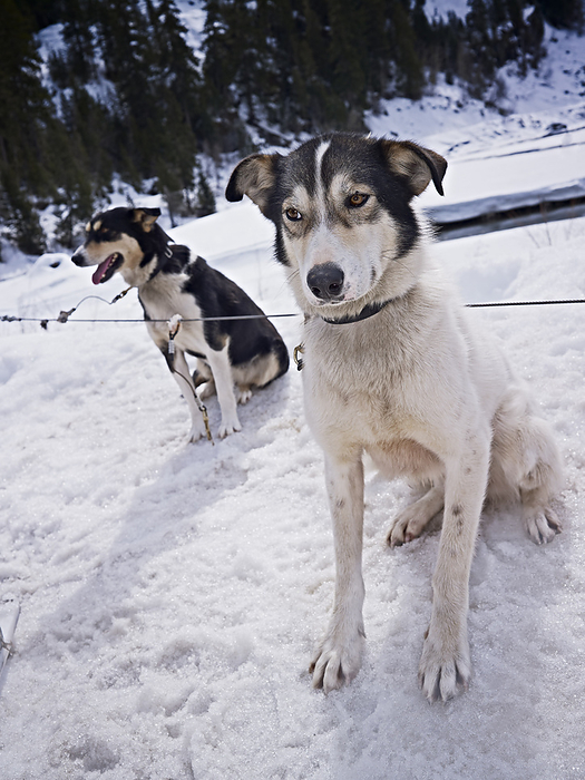 Sled Dogs, British Columbia, Canada, by Matthew Plexman / Design Pics