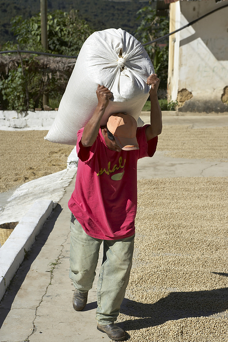 Coffee Harvest, Finca Vista Hermosa Coffee Plantation, Agua Dulce, Huehuetenango Department, Guatemala, by Michael Mahovlich / Design Pics