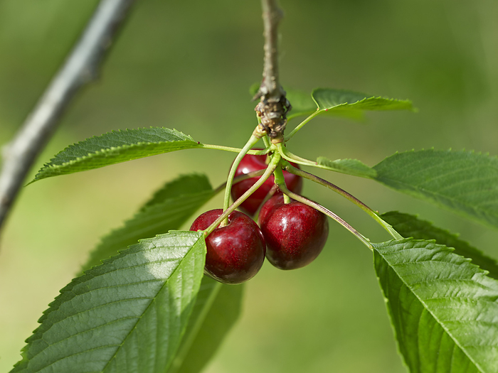 Sweet Cherries, Beamsville, Niagara Region, Ontario, Canada, by Michael Mahovlich / Design Pics