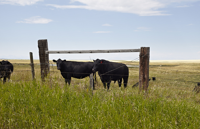 Black Beef Cattle in Field, Pincher Creek, Alberta, Canada, by Michael Mahovlich / Design Pics