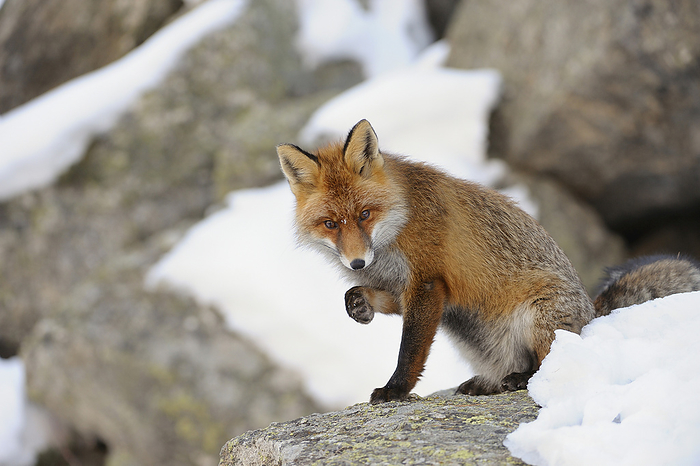 Red Fox (Vulpes vulpes) in Winter, Gran Paradiso National Park, Graian Alps, Italy, by Michael Breuer / Design Pics