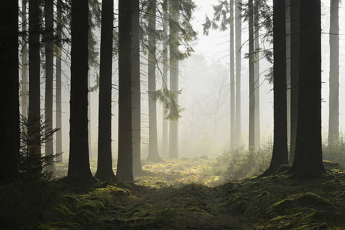 Spruce Forest in Early Morning Mist, Odenwald, Hesse, Germany, by Michael Breuer / Design Pics