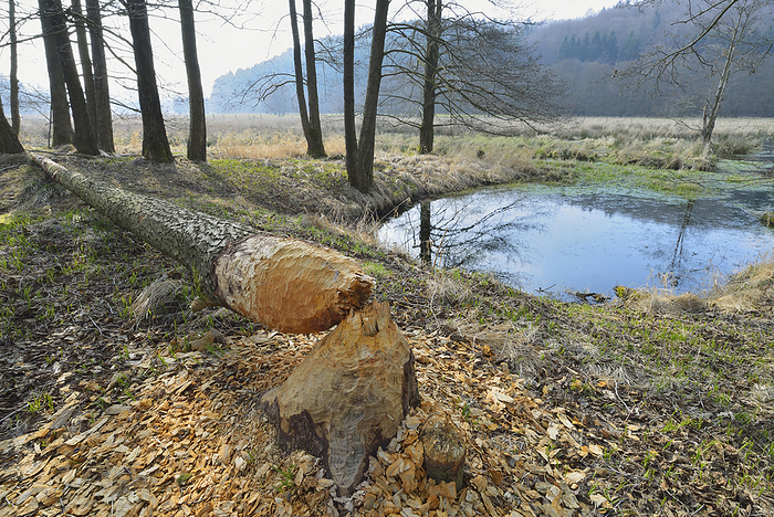 Tree Trunk Gnawed by European Beaver (Castor fiber), Spessart, Hesse, Germany, by Michael Breuer / Design Pics