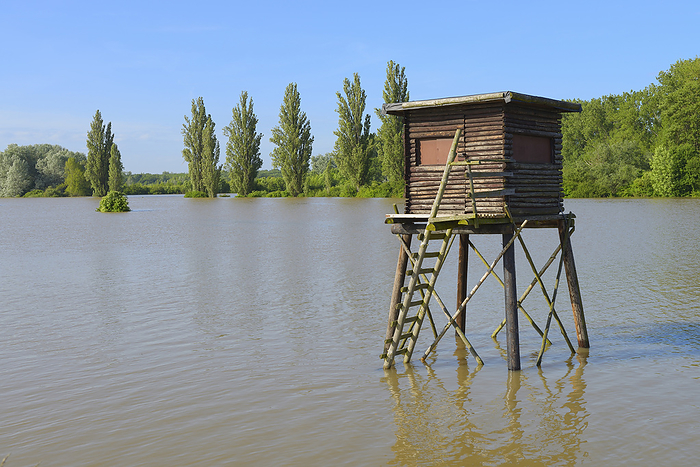 Hunting Blind in Flooded Area, Nature Reserve Kuehkopf-Knoblochsaue, Hesse, Germany, Europe, by Michael Breuer / Design Pics