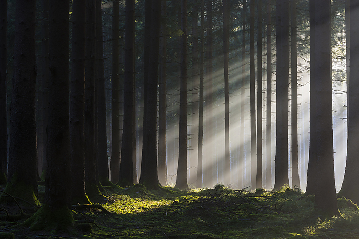 Spruce Forest in Early Morning Mist at Sunrise, Odenwald, Hesse, Germany, by Michael Breuer / Design Pics