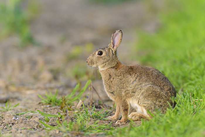 European Rabbit (Oryctolagus cuniculus) in Spring, Hesse, Germany, by Michael Breuer / Design Pics