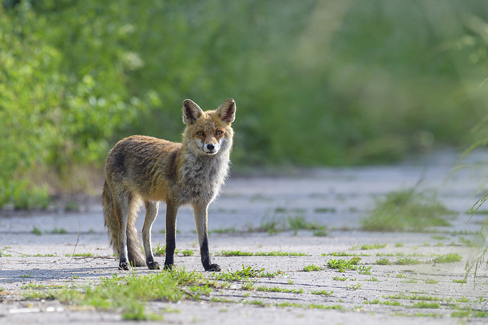 Portrait of red fox (Vulpes vulpes) standing on road looking at camera in Summer in Hesse, Germany, by Michael Breuer / Design Pics