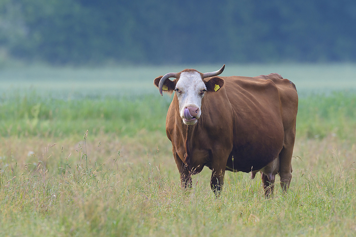 Portrait of cow standing in meadow looking at camera in Hesse, Germany, by Michael Breuer / Design Pics
