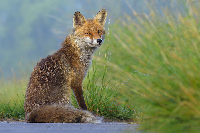 Portrait of red fox (Vulpes vulpes) sitting in the grass looking suspiciously at the camera in Summer in Hesse, Germany, by Michael Breuer / Design Pics