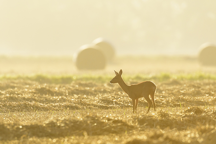 Female, western roe deer (Capreolus capreolus) standing in stubble field at first morning light in Hesse, Germany, by Michael Breuer / Design Pics