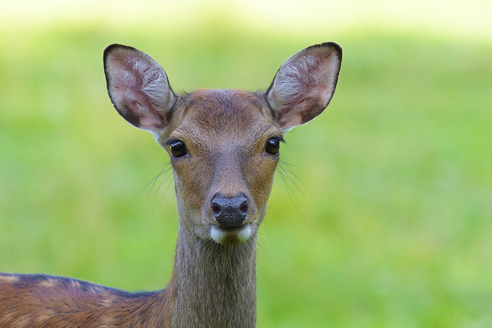 Close-up portrait of female, Japanese Deer (Cervus nippon) in Hesse, Germany, by Michael Breuer / Design Pics