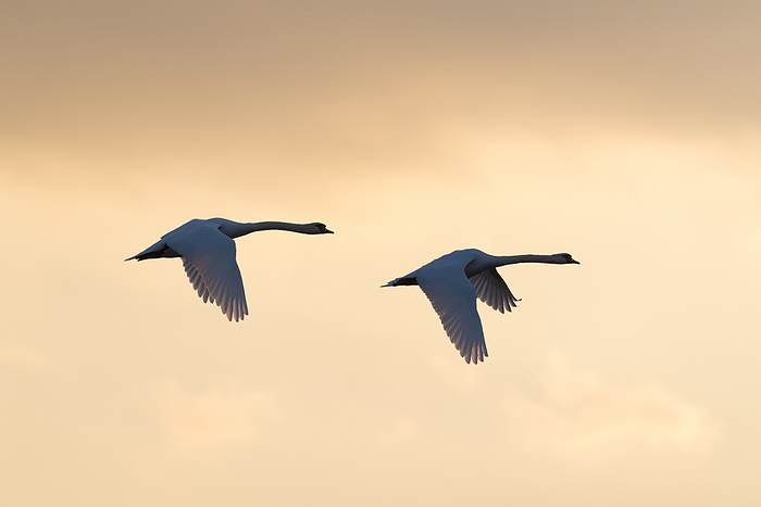 Two mute swans (Cygnus olor) flying in sky at sunset, Germany, by Michael Breuer / Design Pics