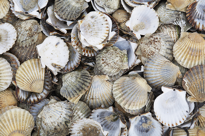Scallop Shells, Menemsha, Martha's Vineyard, Massachusetts, USA, by Mui Chao / Design Pics