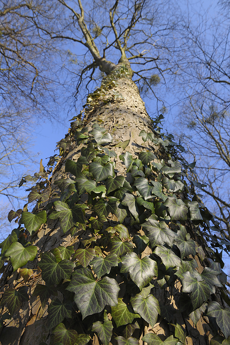 Ivy on Tree, Aschaffenburg, Franconia, Bavaria, Germany, by Raimund Linke / Design Pics