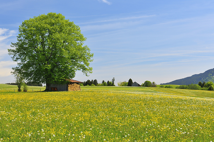 Flowers in Meadow with Beech Tree in Spring, Halblech, Swabia, Bavaria, Germany, by Raimund Linke / Design Pics