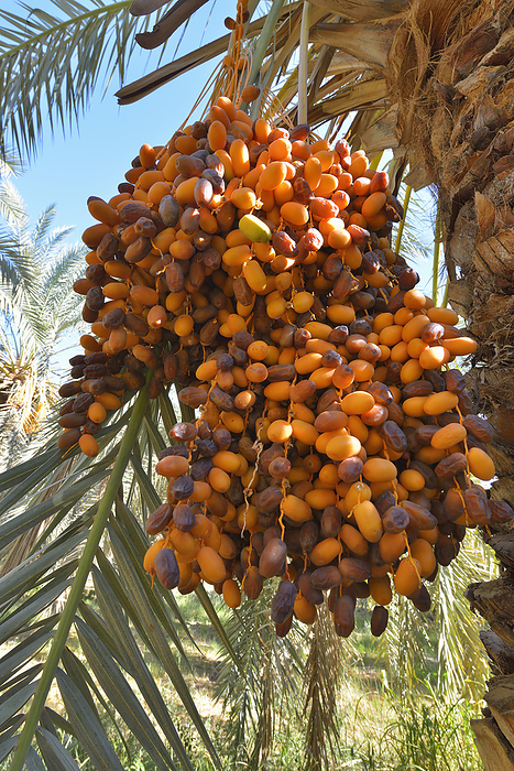 Date Palm with Fruit, Al Baharia, Matruh Governorate, Libyan Desert, Sahara Desert, Egypt, Africa, by Raimund Linke / Design Pics