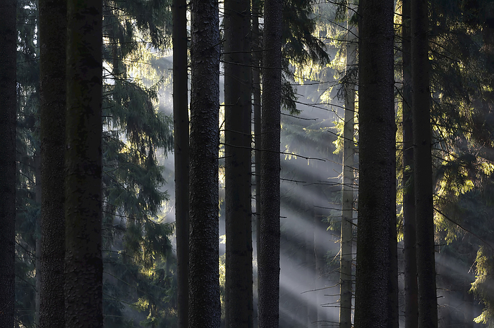 Morning Haze in the Coniferus Forest, Harz, Lower Saxony, Germany, by Raimund Linke / Design Pics