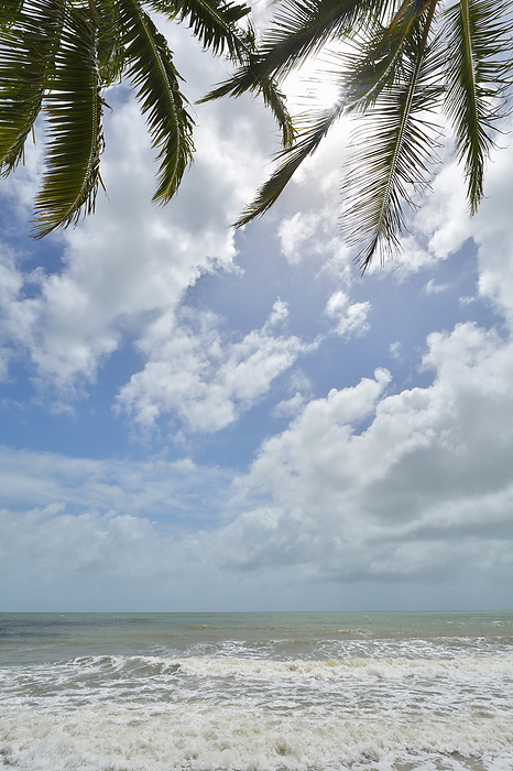 Palm Leaves with Sun and Rough Sea, Captain Cook Highway, Queensland, Australia, by Raimund Linke / Design Pics