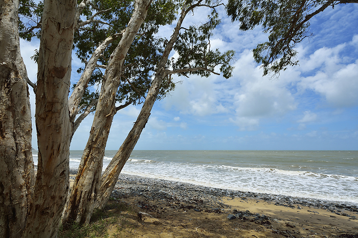 Eucalyptus Trees on Beach, Captain Cook Highway, Queensland, Australia, by Raimund Linke / Design Pics
