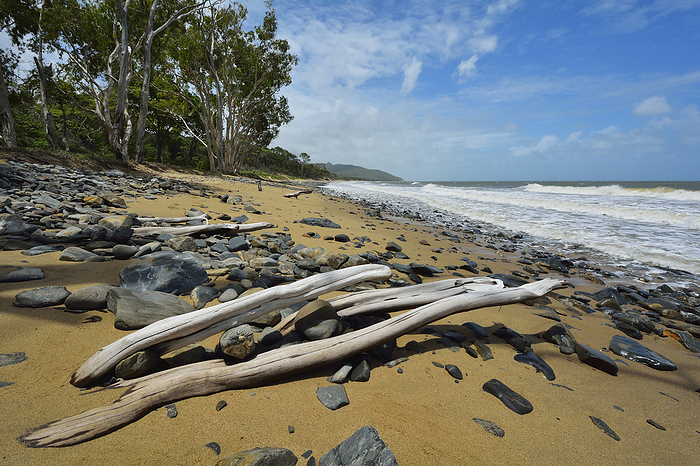 Driftwood on Beach, Captain Cook Highway, Queensland, Australia, by Raimund Linke / Design Pics
