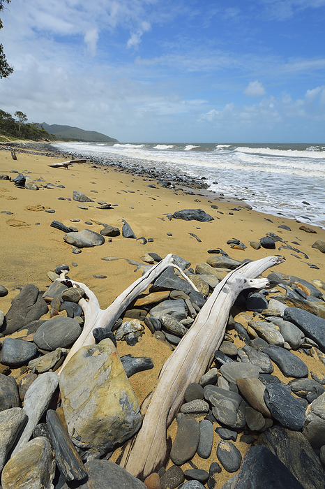 Driftwood on Beach, Captain Cook Highway, Queensland, Australia, by Raimund Linke / Design Pics
