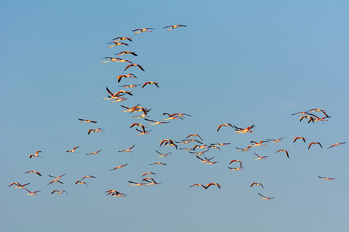 Greater Flamingos (Phoenicopterus roseus) in Flight, Saintes-Maries-de-la-Mer, Parc Naturel Regional de Camargue, Languedoc-Roussillon, France, by Raimund Linke / Design Pics