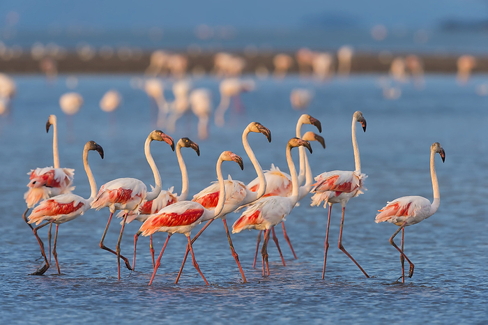 Group of Greater Flamingos (Phoenicopterus roseus) Wading in Water, Saintes-Maries-de-la-Mer, Parc naturel regional de Camargue, Languedoc Roussillon, France, by Raimund Linke / Design Pics