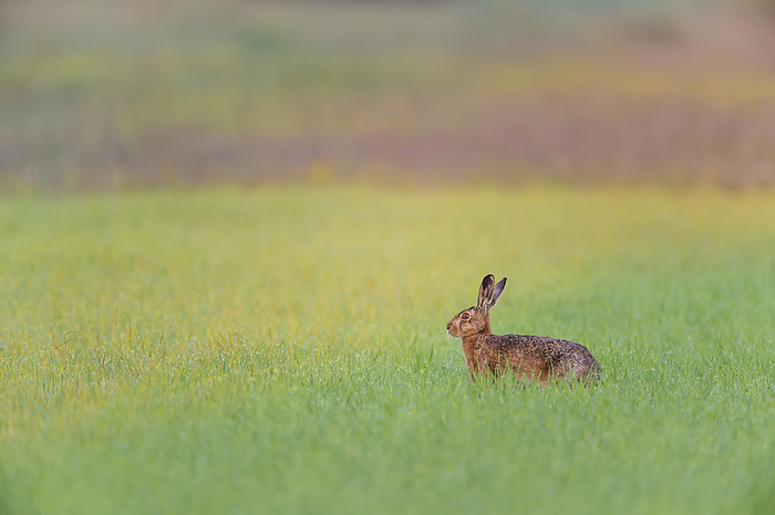 European Brown Hare (Lepus europaeus) in Grain Field, Gunzenhausen, Weissenburg-Gunzenhausen, Bavaria, Germany, by Raimund Linke / Design Pics