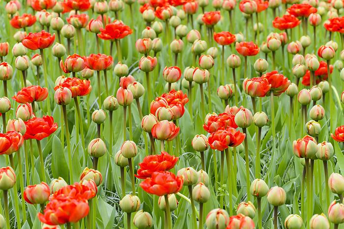 Red tulip buds opening in spring at the Keukenhof Gardens in Lisse, South Holland in the Netherlands, by Raimund Linke / Design Pics