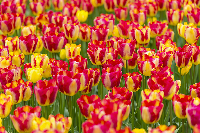 Red and yellow variegated tulips in spring at the Keukenhof Gardens in Lisse, South Holland in the Netherlands, by Raimund Linke / Design Pics