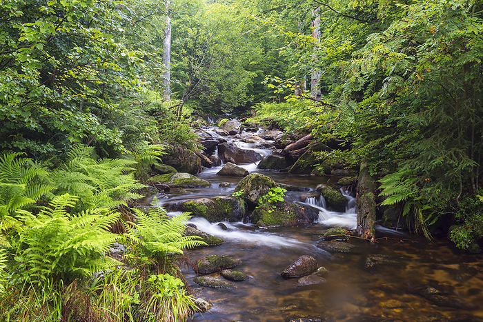 Bavarian Forest National Park, Germany Mountain stream after rain at Kleine Ohe at Waldhauser in the Bavarian Forest National Park in Bavaria, Germany, by Raimund Linke   Design Pics