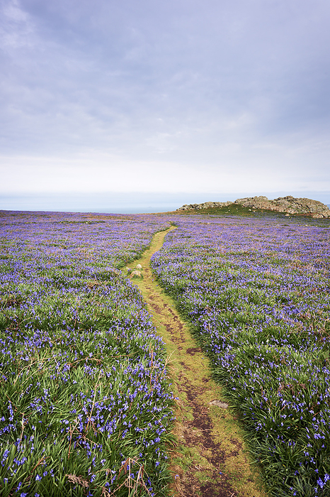 Wales Footpath and Bluebells, Skomer Island, Pembrokeshire Coast National Park, Pembrokeshire, Wales, by Tim Hurst   Design Pics
