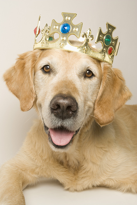 Portrait of Golden Retriever Wearing a Crown, by Ursula Klawitter / Design Pics