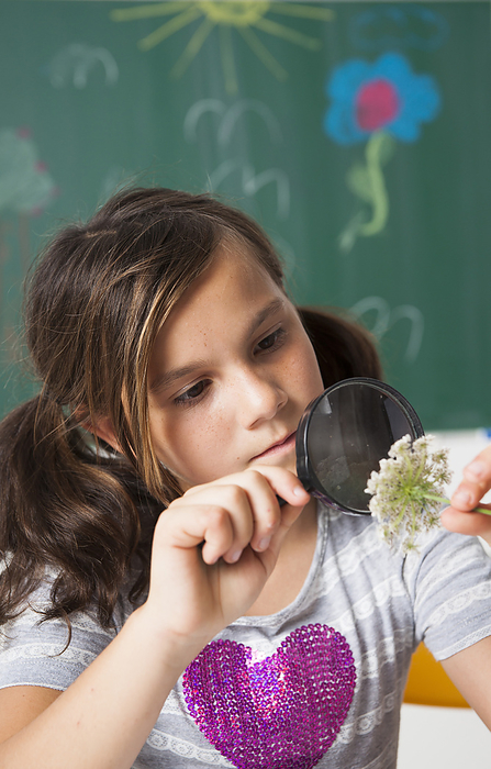 Girl in classroom examining flower with magnifying glass, Germany, by Uwe Umstätter / Design Pics