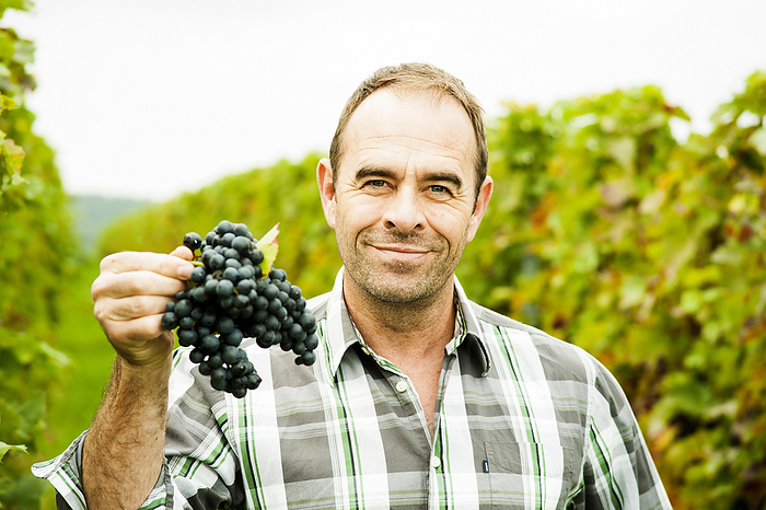 Portrait of grape grower standing in vineyard, holding bundle of grapes, smiling and looking at camera, Rhineland-Palatinate, Germany, by Uwe Umstätter / Design Pics