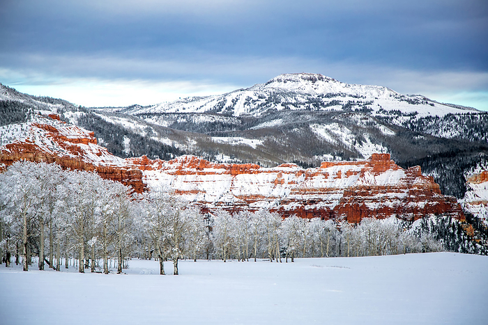 Snow covers the mountains and an aspen forest; Cedar City, Utah, United States of America, by Ben Horton / Design Pics