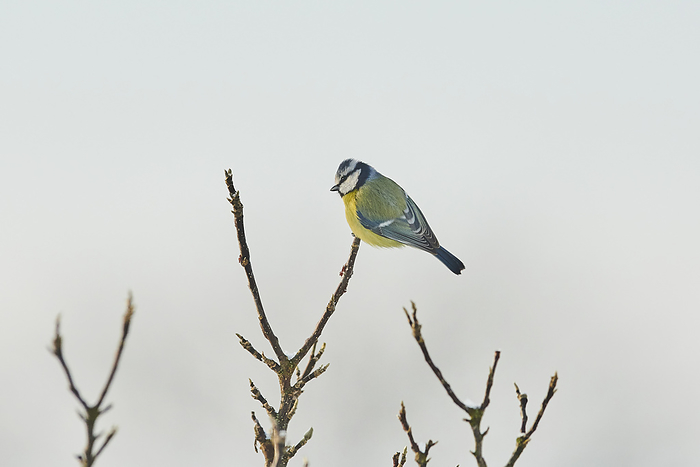 Portrait of a Eurasian blue tit (Cyanistes caeruleus) perched on a branch in winter; Bavaria, Germany, by David & Micha Sheldon / Design Pics