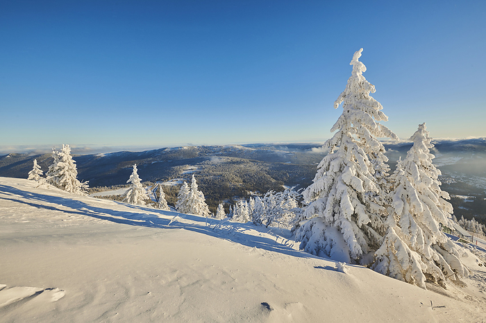 Frozen Norway spruce or European spruce (Picea abies) tree at sunrise on a bright winter day on Mount Arber in the Bavarian Forest; Bavaria, Germany, by David & Micha Sheldon / Design Pics