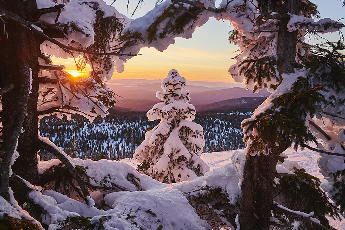Frozen Norway spruce or European spruce (Picea abies) trees at sunset on Mount Lusen, Bavarian Forest; Bavaria, Germany, by David & Micha Sheldon / Design Pics