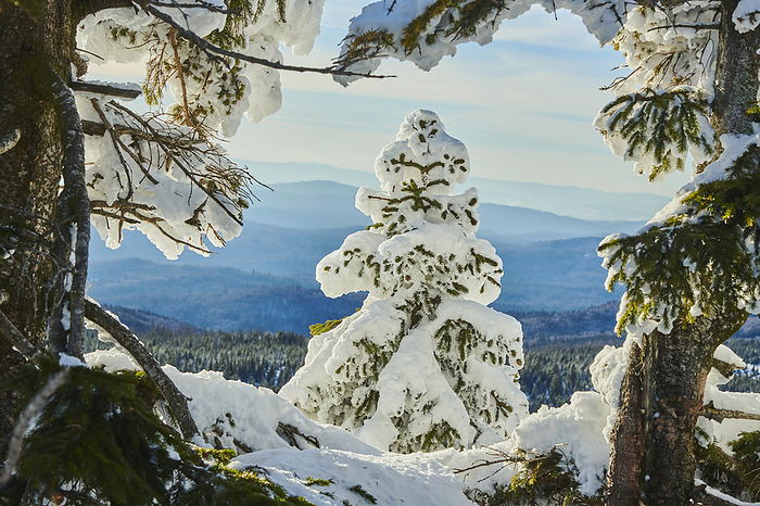 Frozen Norway spruce or European spruce (Picea abies) trees on a sunny day on Mount Lusen, Bavarian Forest; Bavaria, Germany, by David & Micha Sheldon / Design Pics