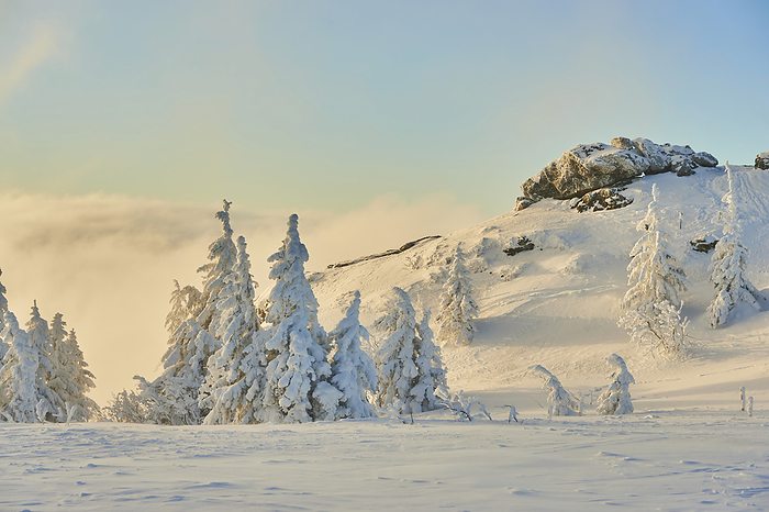 Frozen Norway spruce or European spruce (Picea abies) tree at sunrise on a bright winter day on Mount Arber in the Bavarian Forest; Bavaria, Germany, by David & Micha Sheldon / Design Pics