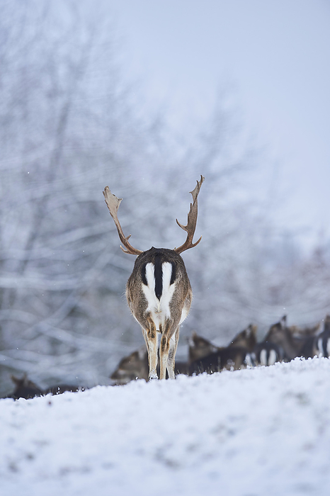 dama deer Herd of Fallow deer  Dama dama  grazing on a snowy meadow, with a view of the markings on a bull rear, captive  Bavaria, Germany, by David   Micha Sheldon   Design Pics